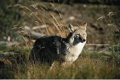 和《战地1》一样 《战地6》的武器上也能堆积淤泥